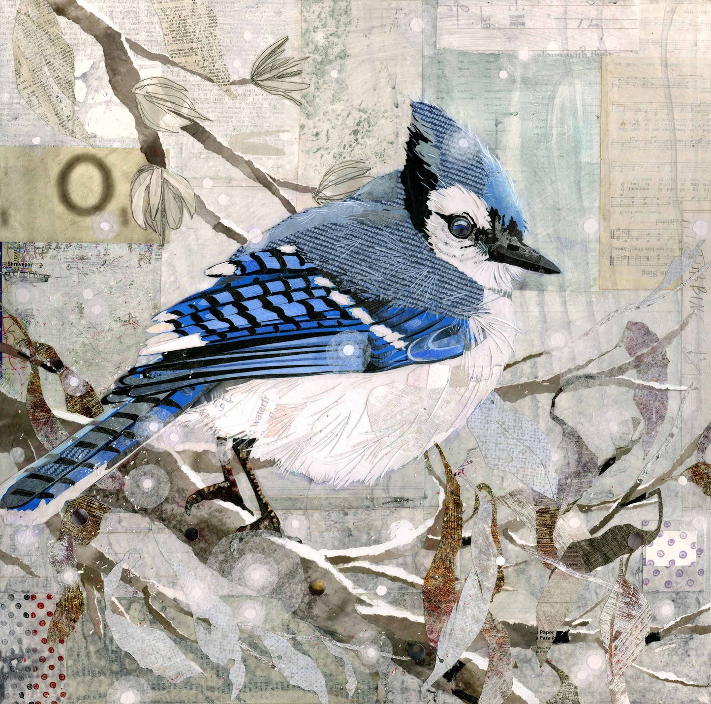 Blue Jay in Winter