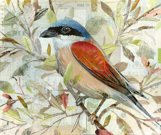 Redbacked Shrike
